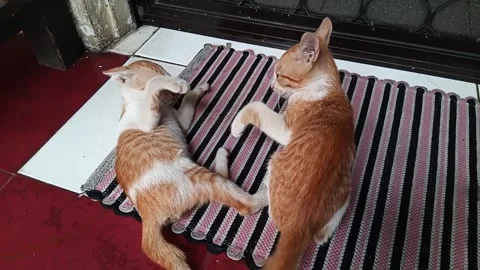 Two cute kittens pretending to be fighting at carpet Stock Footage 276058984