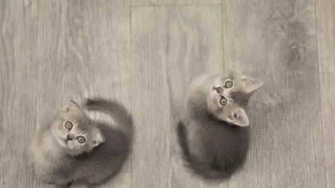 Two cute kittens sitting on the floor looking up Stock-Footage 247828906
