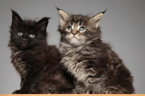 Two cute kittens sitting together on a gray background 스톡 사진