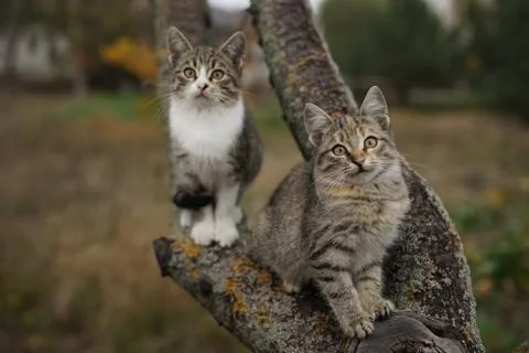 Two cute kittens sitting on a tree branch. Lovely young cats in nature. Photos