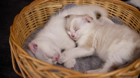 Two cute kittens sleep in a basket Stock Footage 122587313
