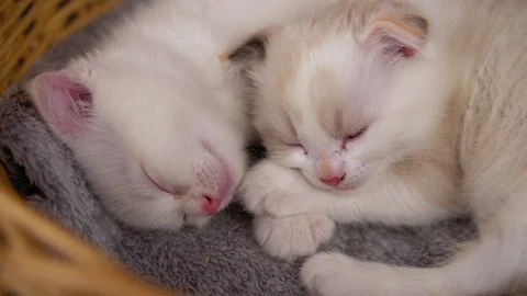 Two cute kittens sleep in a basket Stock Footage 122587364