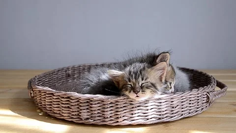 Two cute kittens sleep in a wicker basket. Stock Footage 161078578