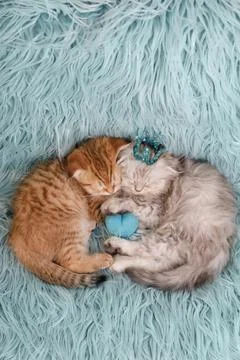 Two cute kittens sleeping together on blue fluffy rug with heart and crown Stock Photos