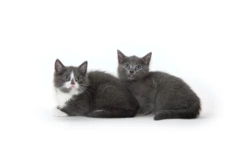 Two cute kittens on white background Fotos de archivo