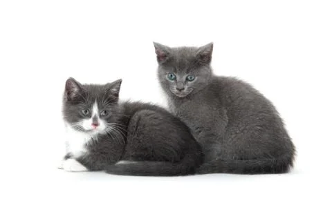 Two cute kittens on white background 스톡 사진