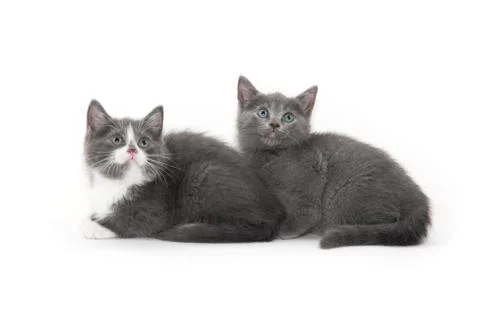 Two cute kittens on white background Stock-Fotos