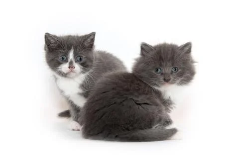 Two cute kittens on white Stock-Fotos