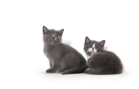 Two cute kittens on white Stock-Fotos