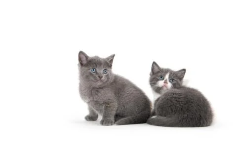 Two cute kittens on white 스톡 사진