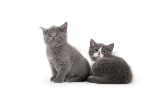 Two cute kittens on white 스톡 사진