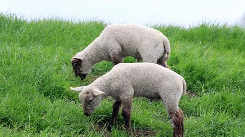 Two cute lambs on green grass Stock Footage 194389604