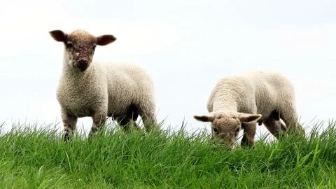 Two cute lambs on green grass Stock Footage 194389729
