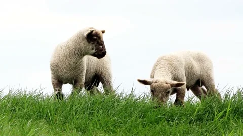 Two cute lambs on green grass Stock Footage 194406888