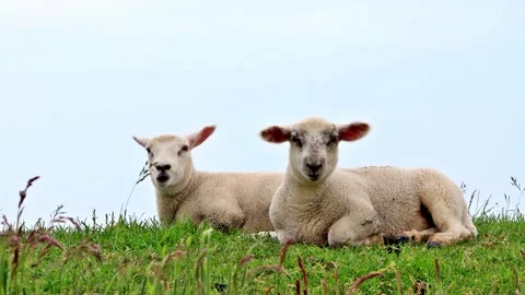 Two cute lambs lying in green grass on dike Stock Footage 244245755
