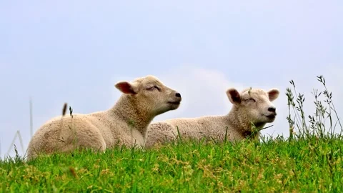 Two cute lambs lying in green grass Stock Footage 244266924