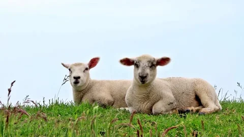 Two cute lambs lying in green grass on dike Stock Footage 244289952