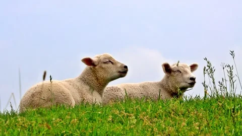 Two cute lambs lying in green grass Video stock 244295118