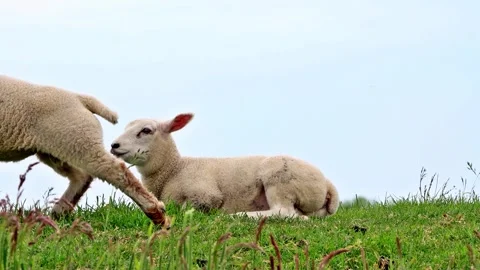 Two cute lambs lying in green grass on dike Stock Footage 246231617