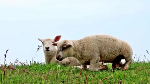 Two cute lambs lying in green grass on dike Stock Footage 246258191