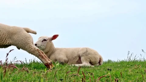 Two cute lambs lying in green grass on dike Video stock 246260800