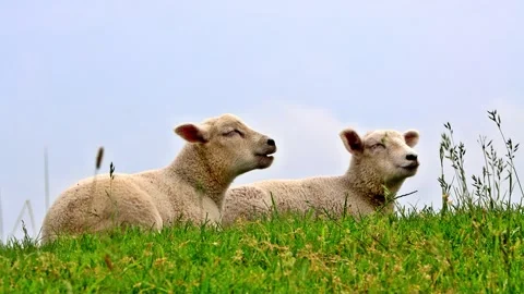 Two cute lambs lying in green grass Stock Footage 247452931