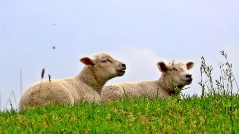 Two cute lambs lying in green grass Stock Footage 247482811
