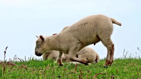 Two cute lambs lying in green grass on dike Stock Footage 290768888