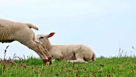 Two cute lambs lying in green grass on dike Stock Footage 290787685