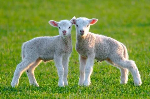 Two cute lambs Photos