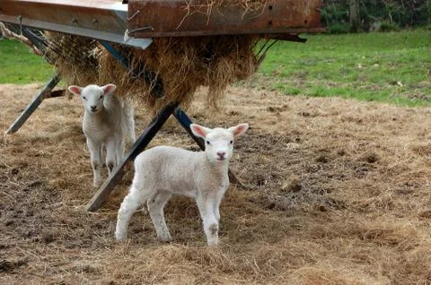 Two cute lambs standing by a feeder full of hay Stock Photos