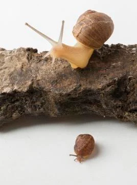 Two cute land snails Stock Photos