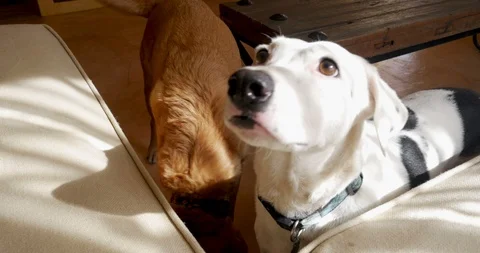 Two cute large dogs sitting and begging and looking towards the camera Stock Footage 87775659