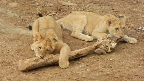 Two cute lion cubs chew on a stick HD Видео 95200647