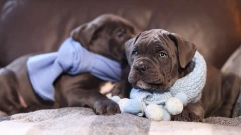 Two cute little Cane Corso puppies in knitted blue scarves Stock Footage 327873122