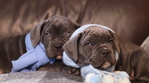 Two cute little Cane Corso puppies in knitted blue scarves Stock Footage 327873125