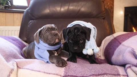 Two cute little Cane Corso puppies in knitted blue scarves Stock Footage 327873129