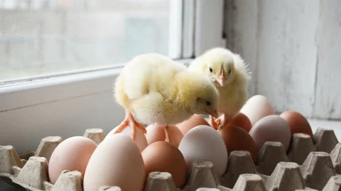 Two cute little chicks walking on eggs, funny 4k footage, Easter eggs concept in Stock Footage 182970552