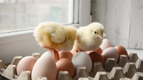 Two cute little chicks walking on eggs, funny 4k footage, Easter eggs concept in Video stock 196797088