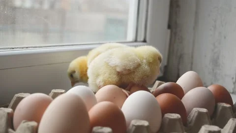 Two cute little chicks walking on eggs, funny 4k footage, Easter eggs concept in Stock Footage 196797103