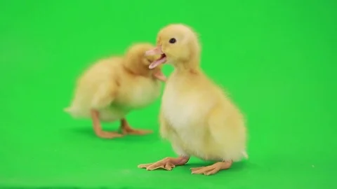 Two cute little ducklings on the green screen, studio shot Stock Footage