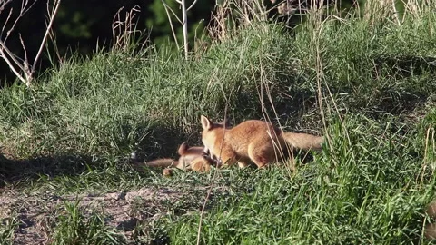 Two cute little foxes play in green meadow on sunny summer day Stock Footage 230499995
