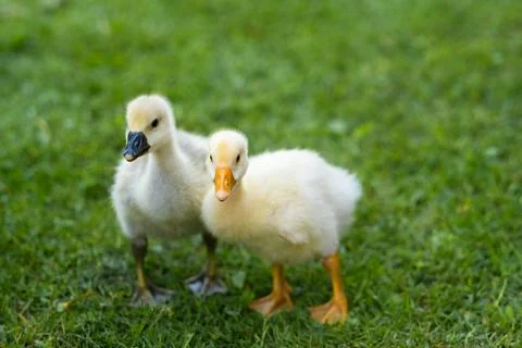 Two cute little goslings walking on the grass Stock Photos