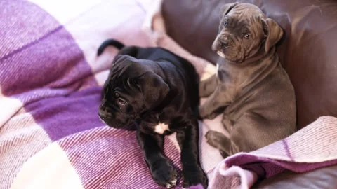 Two cute little gray and black Cane Corso puppy on a checkered woolen blanket Stock Footage 327873090
