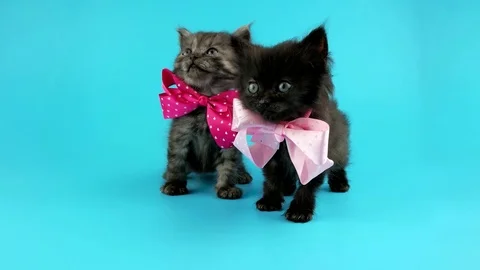 Two cute little kittens with bows, looking around Stock Footage 74227235