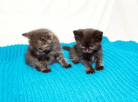 Two cute little kittens, one month old, on a blue knitted pillow Stock Photos