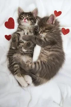 Two cute little kittens sleeping on a white background valentine's day concept Stock Photos