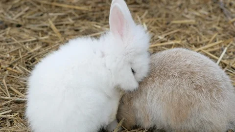 Two Cute Little Rabbits Sitting On The Hay Stock Footage 121576041