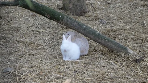 Two Cute Little Rabbits Sitting On The Hay Stock Footage 121587987