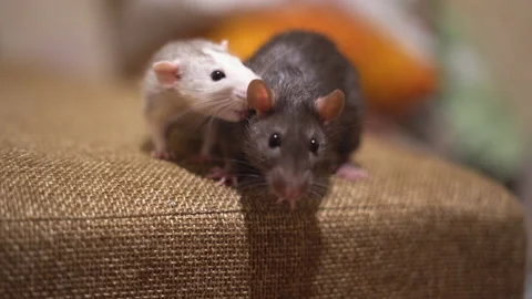 two cute little rats sitting on the Stock Video Pond5